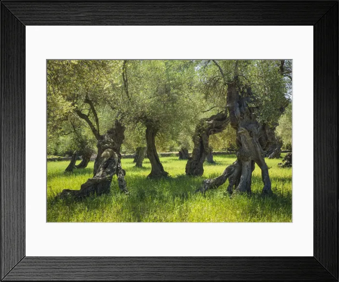 Framed Print : Old Olive Trees, Majorca, Balearics, Spain Framed Print : Old Olive Trees, Majorca, Balearics, Spain