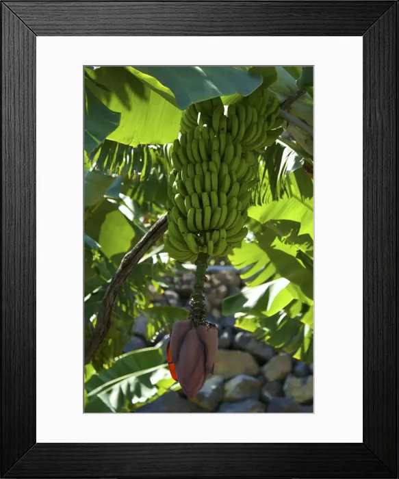 Framed Print : Banana tree, La Palma, Canaries, Spain Framed Print : Banana tree, La Palma, Canaries, Spain
