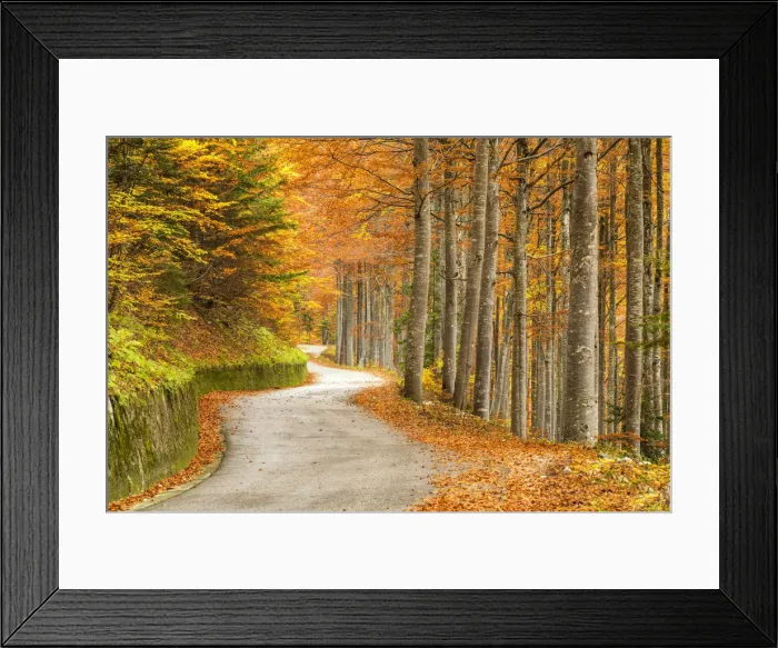 Framed Print : Windy Road Through Forest in Autumn, Triglav National Park, Slovenia Framed Print : Windy Road Through Forest in Autumn, Triglav National Park, Slovenia