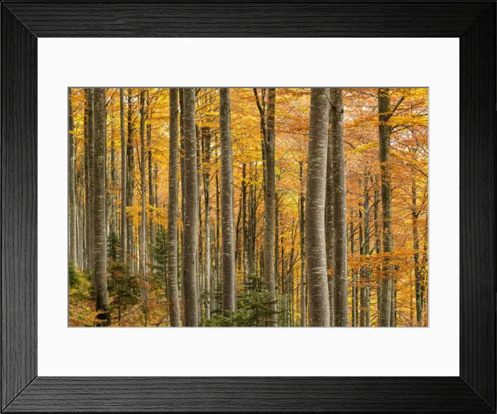 Framed Print : Forest in Autumn, Triglav National Park, Slovenia