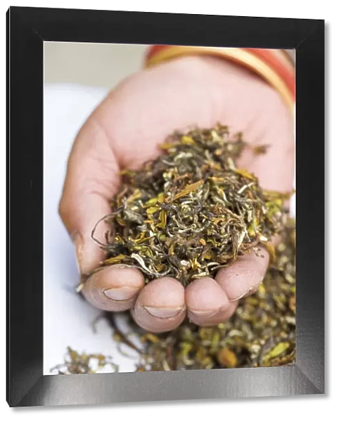India, West Bengal, Darjeeling, Nathmulls tea shop, Worker holding handful of tea