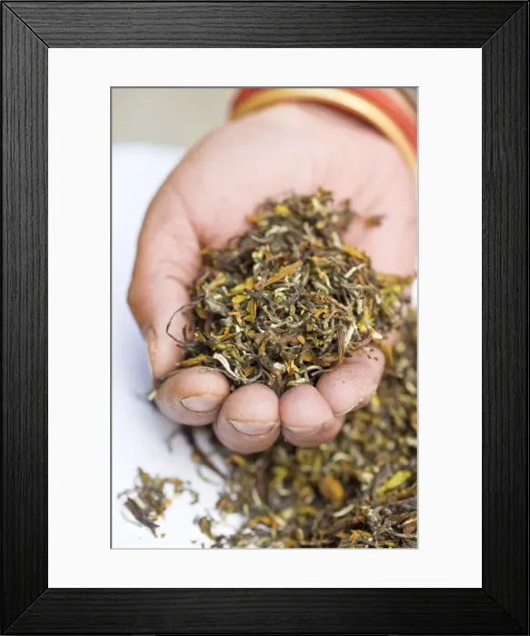 Framed Print : India, West Bengal, Darjeeling, Nathmulls tea shop, Worker holding handful of tea Framed Print : India, West Bengal, Darjeeling, Nathmulls tea shop, Worker holding handful of tea
