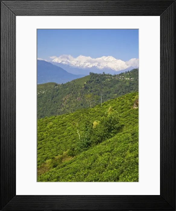 Framed Print : India, West Bengal, Darjeeling, Arya Tea Estate & Mount Kanchenjunga