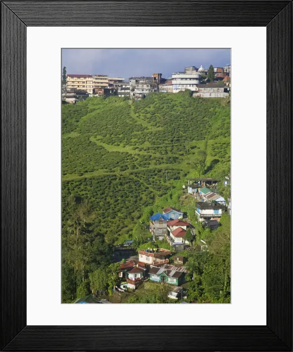 Framed Print : India, West Bengal, Kurseong, Tea Estate and city Framed Print : India, West Bengal, Kurseong, Tea Estate and city