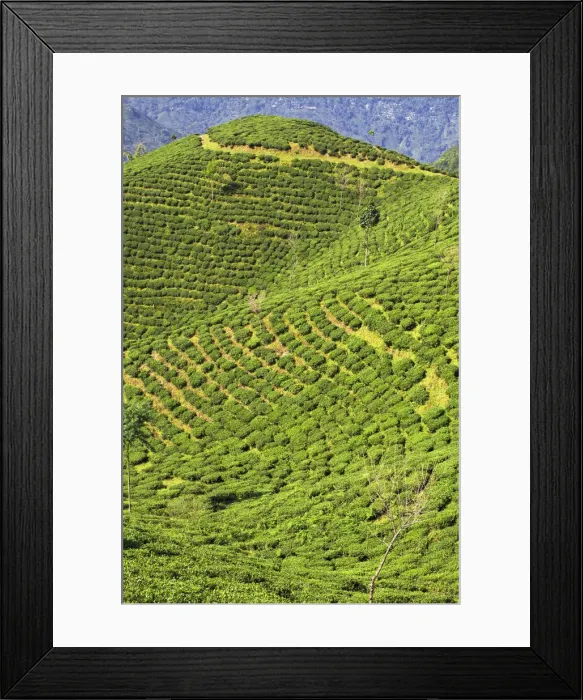 Framed Print : India, West Bengal, Darjeeling, Happy Valley Tea Estate Framed Print : India, West Bengal, Darjeeling, Happy Valley Tea Estate
