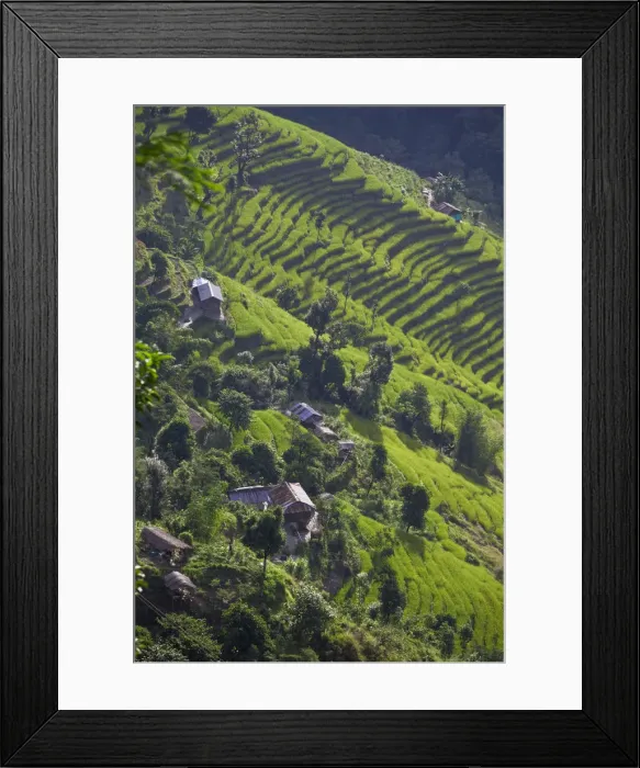 Framed Print : India, Sikkim, Tashiding, Rice terraces Framed Print : India, Sikkim, Tashiding, Rice terraces