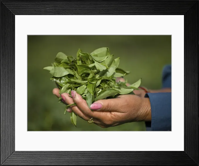 Framed Print : India, West Bengal, Kurseong, Goomtee Tea Estate, Woman tea picker holding a handful Framed Print : India, West Bengal, Kurseong, Goomtee Tea Estate, Woman tea picker holding a handful