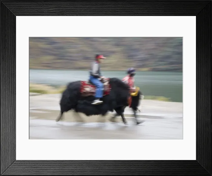 Framed Print : India, Sikkim, Gangtok, Tsomgo Lake, Indian tourists riding Yak Framed Print : India, Sikkim, Gangtok, Tsomgo Lake, Indian tourists riding Yak