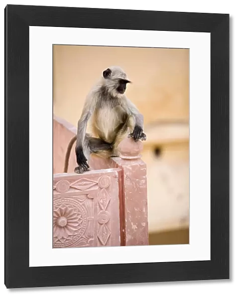 Resident Monkey, Amber Fort, Jaipur, Rajasthan, India