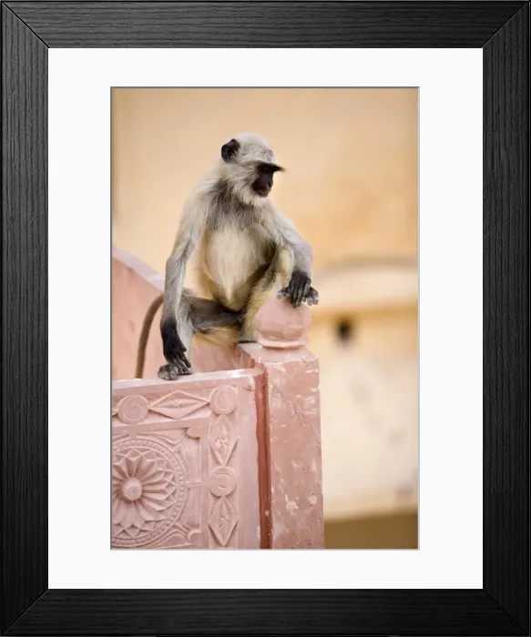 Framed Print : Resident Monkey, Amber Fort, Jaipur, Rajasthan, India Framed Print : Resident Monkey, Amber Fort, Jaipur, Rajasthan, India