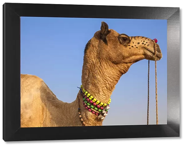 India, Rajasthan, Pushkar, Decorated Camel at the Pushkar Camel Fair