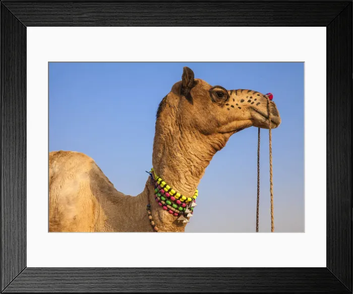 Framed Print : India, Rajasthan, Pushkar, Decorated Camel at the Pushkar Camel Fair Framed Print : India, Rajasthan, Pushkar, Decorated Camel at the Pushkar Camel Fair