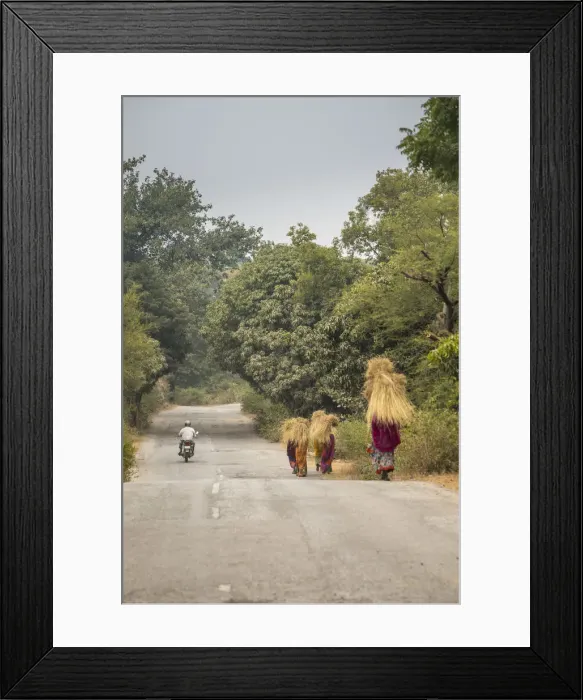 Framed Print : Woman carring cut grass on their heads on the Road to Udaipur from Kumbhalgarh, Rajasthan
