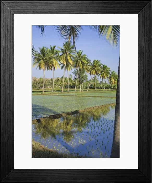 Framed Print : Rice Fields, Hampi, Karnataka, India Framed Print : Rice Fields, Hampi, Karnataka, India