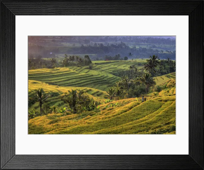 Framed Print : Indonesia, Bali, Jatiluwih Rice Terraces Framed Print : Indonesia, Bali, Jatiluwih Rice Terraces