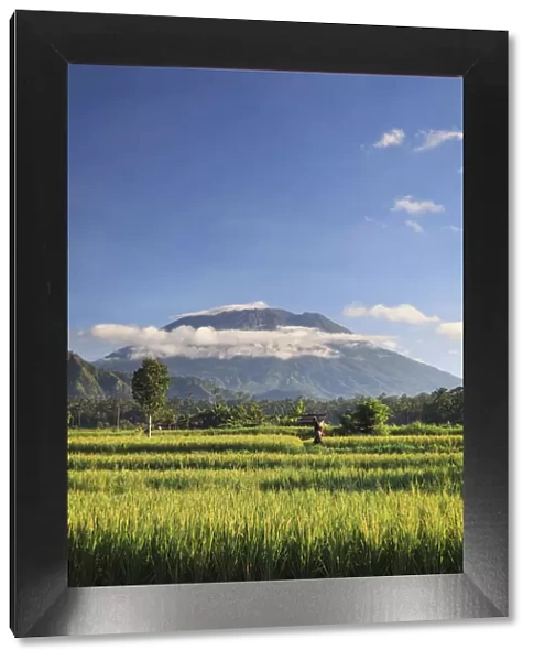 Indonesia, Bali, Rice Terraces and Gunung Agung Volcano