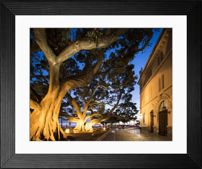 Framed Print : Old Ficus Tree at twilight, Cadiz, Andalucia, Spain Framed Print : Old Ficus Tree at twilight, Cadiz, Andalucia, Spain