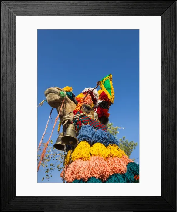 Framed Print : Iran, Central Iran, Yazd, camel with holiday decoration Framed Print : Iran, Central Iran, Yazd, camel with holiday decoration