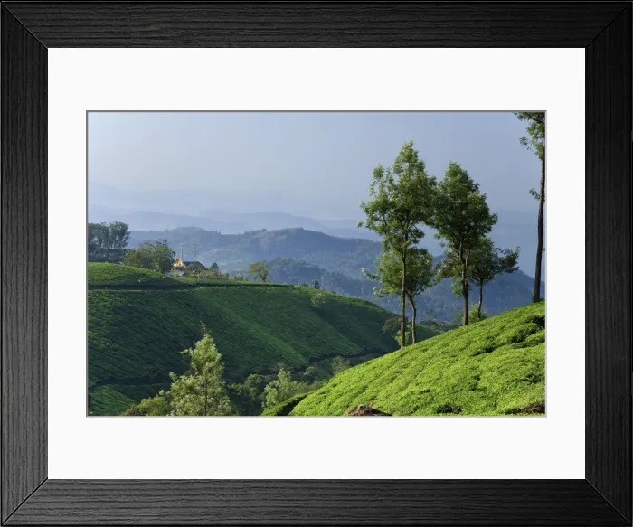 Framed Print : Tea Plantations, Munnar, Western Ghats, Kerala, India Framed Print : Tea Plantations, Munnar, Western Ghats, Kerala, India