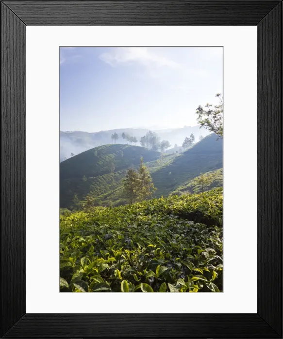 Framed Print : Tea Plantation, Munnar, Western Ghats, Kerala, South India Framed Print : Tea Plantation, Munnar, Western Ghats, Kerala, South India