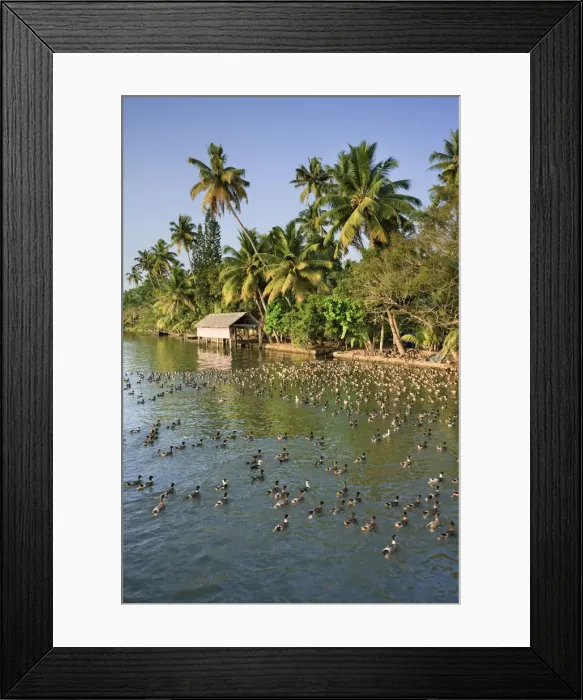 Framed Print : Kerala Backwaters near Allapuzha, Kerala, India Framed Print : Kerala Backwaters near Allapuzha, Kerala, India