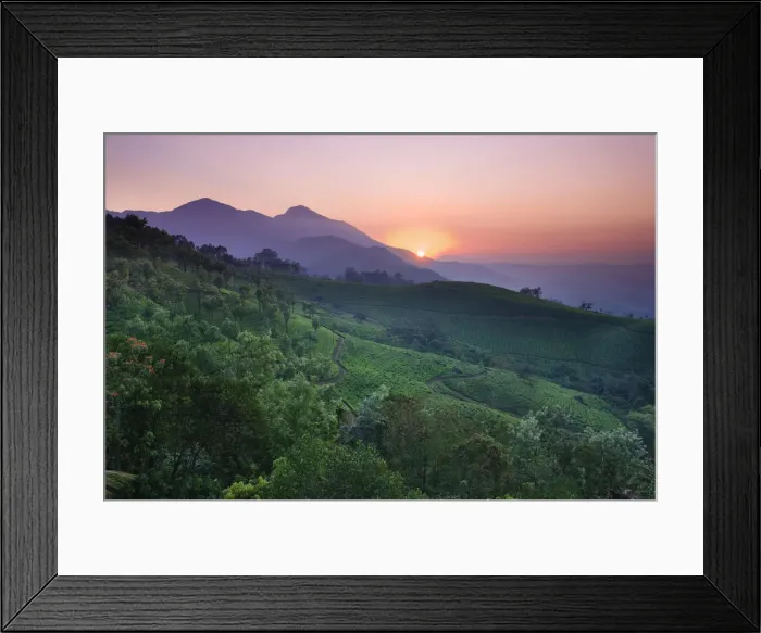 Framed Print : Tea Plantations, Munnar, Western Ghats, Kerala, India Framed Print : Tea Plantations, Munnar, Western Ghats, Kerala, India
