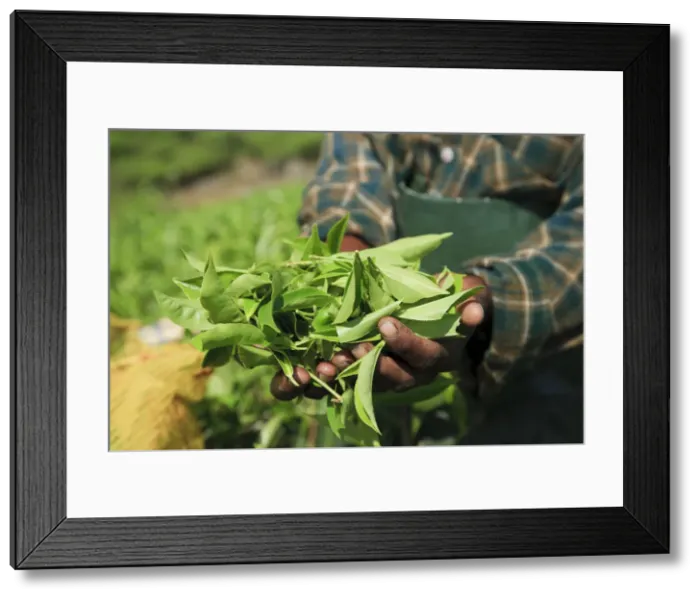 Framed Print : Woman picking tea leaves, Munnar Tea Plantation, Western Ghats, Kerala, India