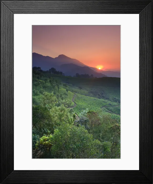 Framed Print : Tea Plantations, Munnar, Western Ghats, Kerala, India Framed Print : Tea Plantations, Munnar, Western Ghats, Kerala, India