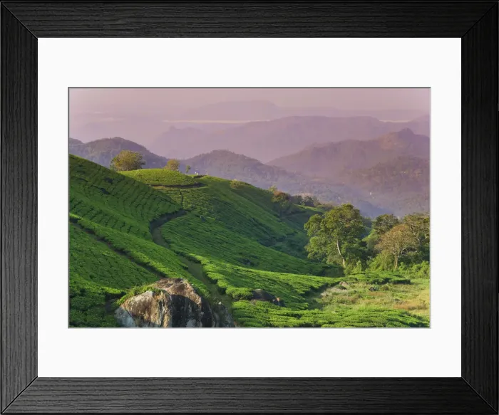 Framed Print : Tea Plantations, Munnar, Western Ghats, Kerala, India Framed Print : Tea Plantations, Munnar, Western Ghats, Kerala, India