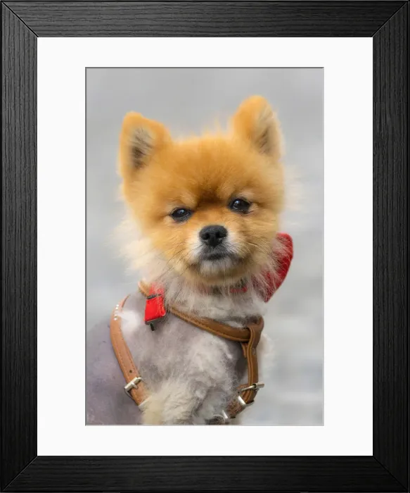 Framed Print : Europe, Switzerland, Zurich, Niederdorf, Portrait of a dog Framed Print : Europe, Switzerland, Zurich, Niederdorf, Portrait of a dog