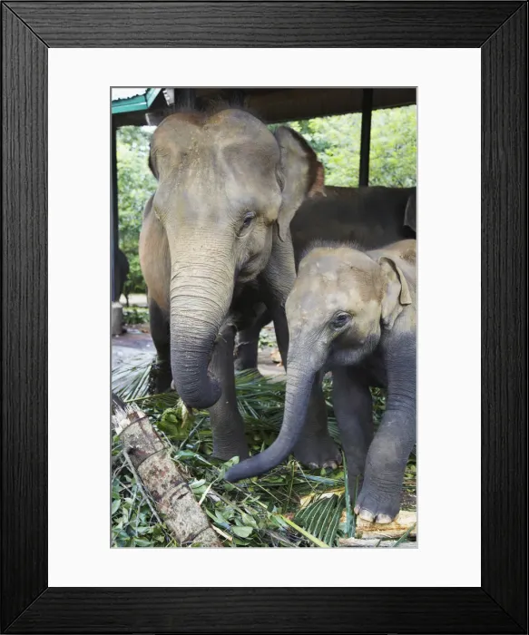 Framed Print : Elephants at Pinnewala Elephant Orphanage, Kegalle, Sri Lanka Framed Print : Elephants at Pinnewala Elephant Orphanage, Kegalle, Sri Lanka