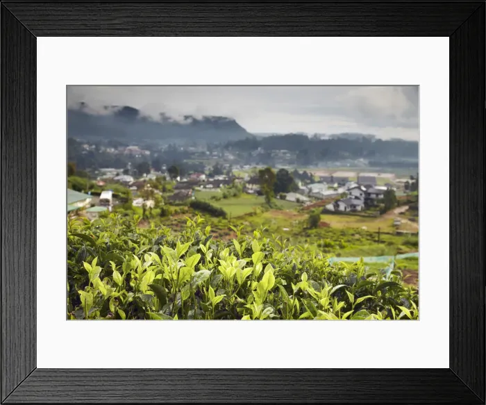 Framed Print : Tea plantation, Nuwara Eliya, Sri Lanka Framed Print : Tea plantation, Nuwara Eliya, Sri Lanka