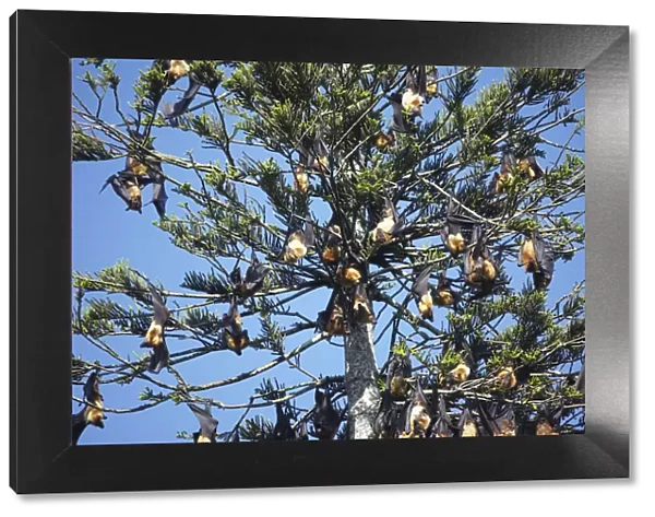 Fruit bats in tree, Peradeniya Botanic Gardens, Kandy, Sri Lanka