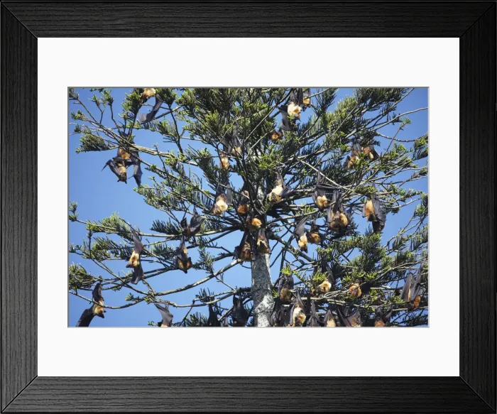 Framed Print : Fruit bats in tree, Peradeniya Botanic Gardens, Kandy, Sri Lanka Framed Print : Fruit bats in tree, Peradeniya Botanic Gardens, Kandy, Sri Lanka