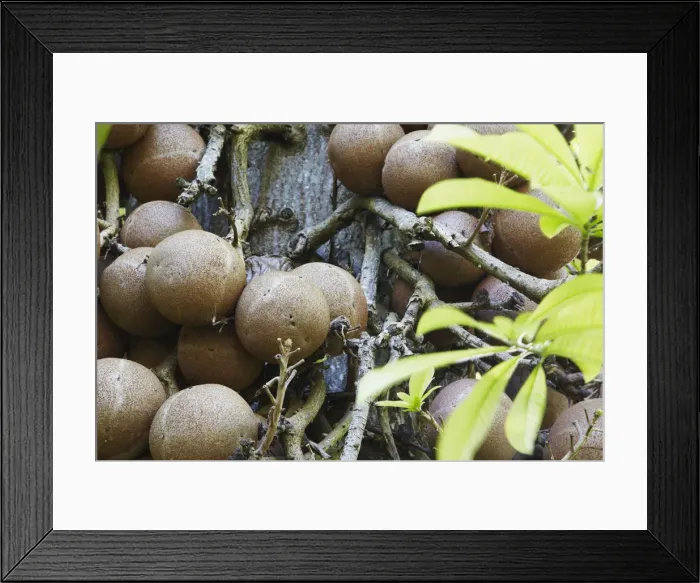 Framed Print : Cannon ball tree in Peradeniya Botanic Gardens, Kandy, Sri Lanka Framed Print : Cannon ball tree in Peradeniya Botanic Gardens, Kandy, Sri Lanka