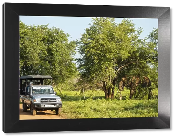 Jeep safari watching elephant, Uda Walawe National Park, Uva Province, Sri Lanka, Asia