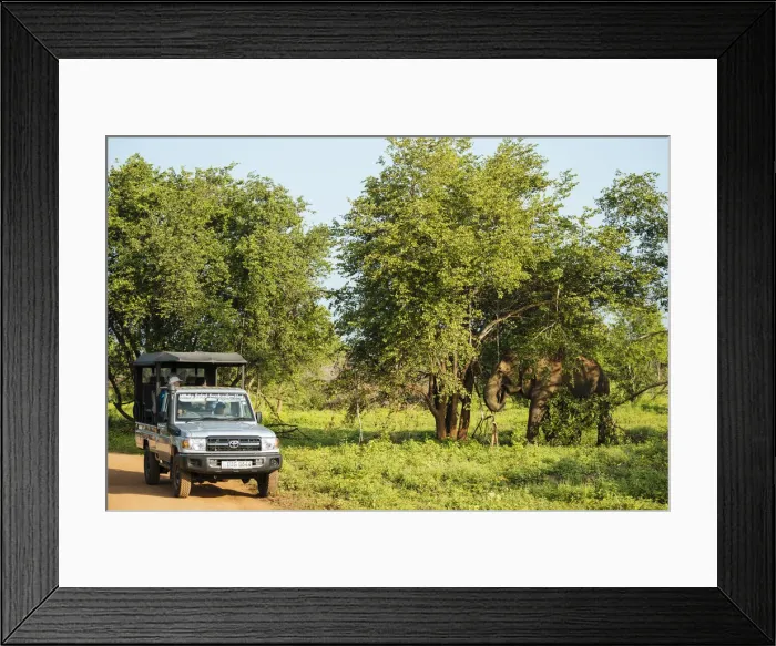 Framed Print : Jeep safari watching elephant, Uda Walawe National Park, Uva Province, Sri Lanka, Asia Framed Print : Jeep safari watching elephant, Uda Walawe National Park, Uva Province, Sri Lanka, Asia