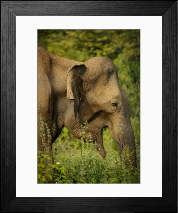 Framed Print : Wild Elephants in Uda Walawe National Park, Uva Province, Sri Lanka, Asia Framed Print : Wild Elephants in Uda Walawe National Park, Uva Province, Sri Lanka, Asia