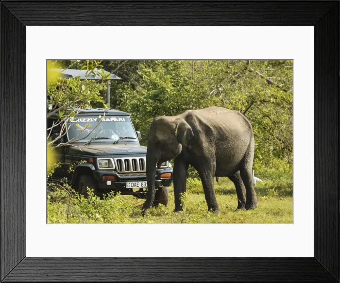 Framed Print : Elephants in Uda Walawe National Park, Uva Province, Sri Lanka, Asia Framed Print : Elephants in Uda Walawe National Park, Uva Province, Sri Lanka, Asia