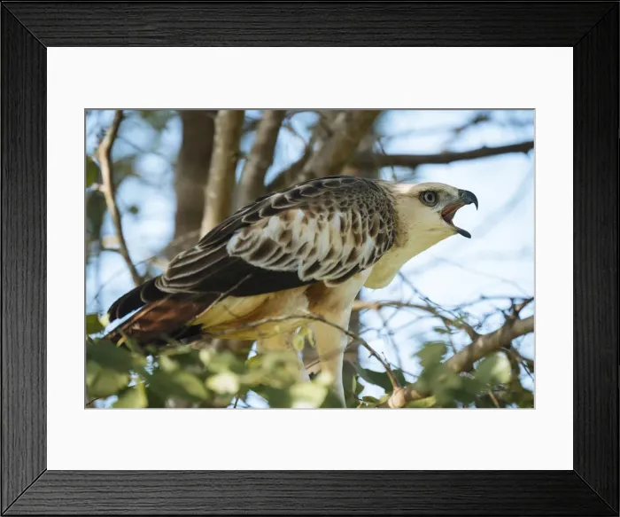 Framed Print : Eagle in Uda Walawe National Park, Uva Province, Sri Lanka, Asia Framed Print : Eagle in Uda Walawe National Park, Uva Province, Sri Lanka, Asia