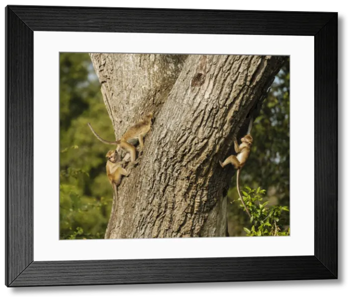 Framed Print : Uda Walawe National Park, Uva Province, Sri Lanka, Asia Framed Print : Uda Walawe National Park, Uva Province, Sri Lanka, Asia