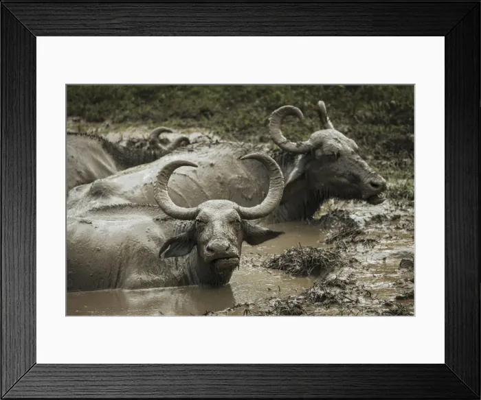 Framed Print : Uda Walawe National Park, Uva Province, Sri Lanka, Asia Framed Print : Uda Walawe National Park, Uva Province, Sri Lanka, Asia