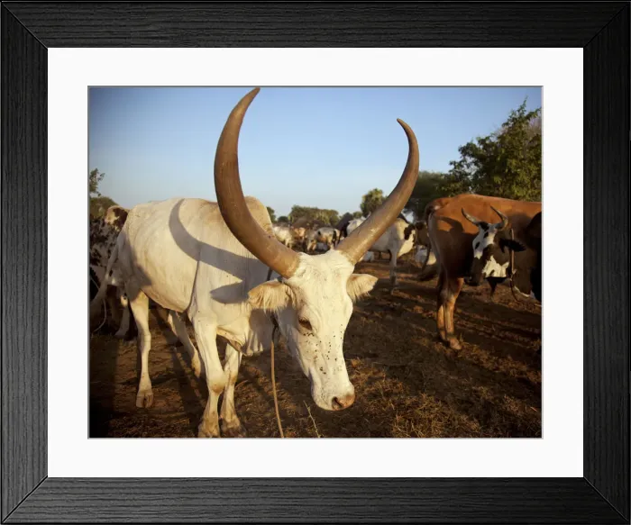 Framed Print : Northern Bahr el Ghazal, South Sudan. Dawn at a Cattle camp Framed Print : Northern Bahr el Ghazal, South Sudan. Dawn at a Cattle camp