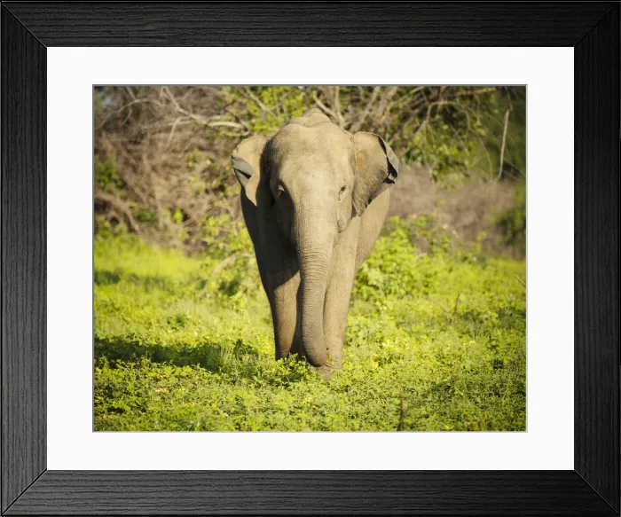Framed Print : Elephant in Uda Walawe National Park, Uva Province, Sri Lanka, Asia Framed Print : Elephant in Uda Walawe National Park, Uva Province, Sri Lanka, Asia