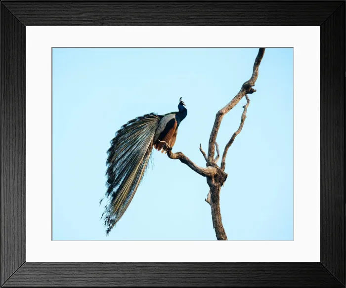 Framed Print : Peacock, Uda Walawe National Park, Uva Province, Sri Lanka, Asia Framed Print : Peacock, Uda Walawe National Park, Uva Province, Sri Lanka, Asia