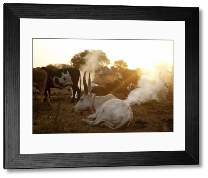 Framed Print : Northern Bahr el Ghazal, South Sudan. Dawn at a Cattle camp Framed Print : Northern Bahr el Ghazal, South Sudan. Dawn at a Cattle camp