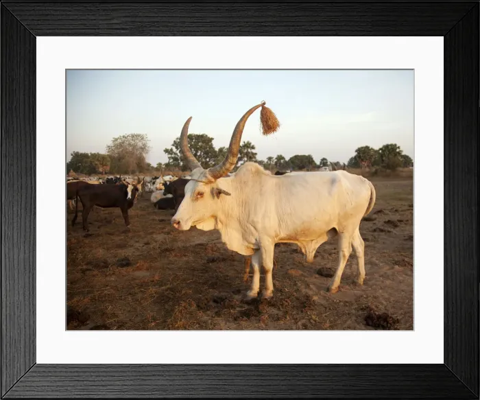 Framed Print : Northern Bahr el Ghazal, South Sudan. Dawn at a Cattle camp Framed Print : Northern Bahr el Ghazal, South Sudan. Dawn at a Cattle camp