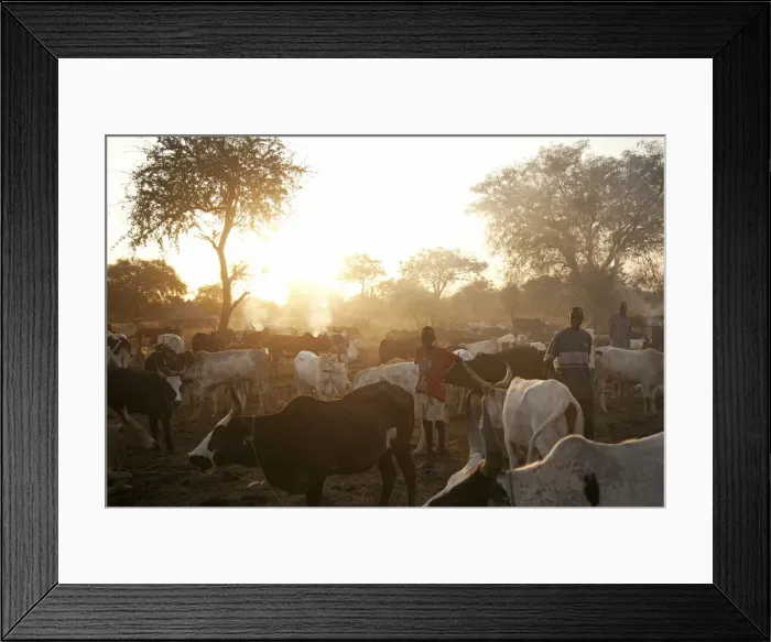 Framed Print : Northern Bahr el Ghazal, South Sudan. Dawn at a Cattle camp Framed Print : Northern Bahr el Ghazal, South Sudan. Dawn at a Cattle camp