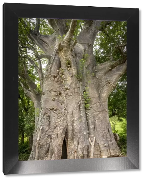 Africa, Togo, Koutammakou. Sacred old baobab tree