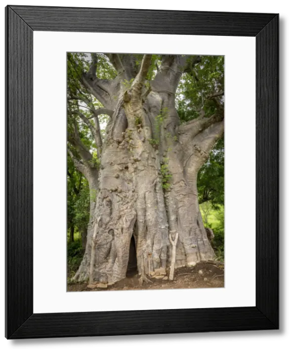 Framed Print : Africa, Togo, Koutammakou. Sacred old baobab tree Framed Print : Africa, Togo, Koutammakou. Sacred old baobab tree